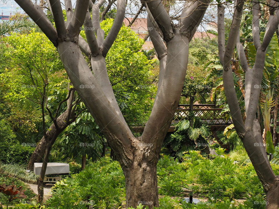 Trees, bark, woods, nature