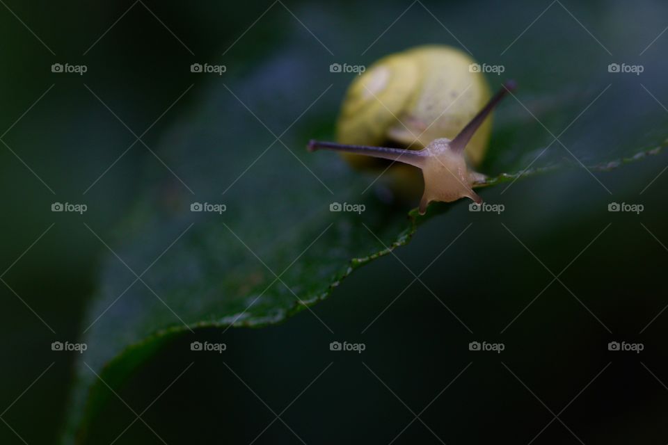 Close-up of a snail on leaf