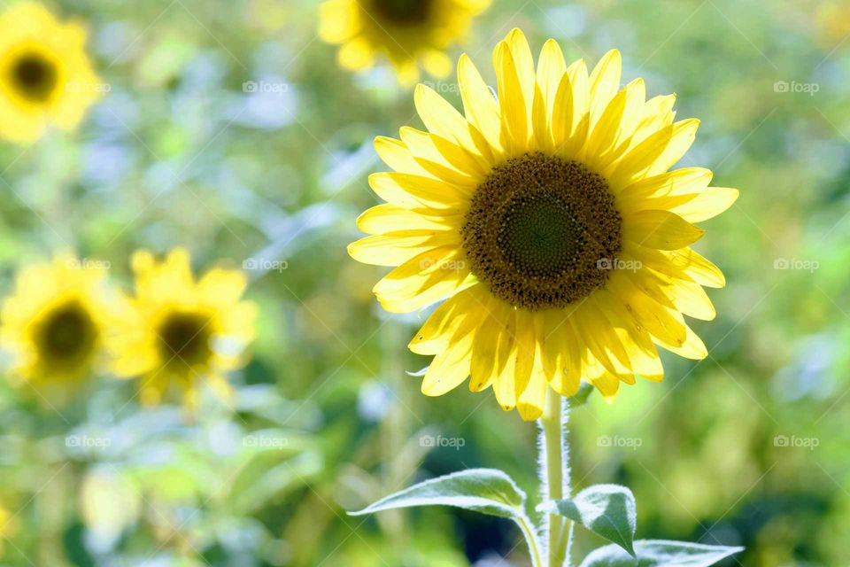 Sunny Sunflowers