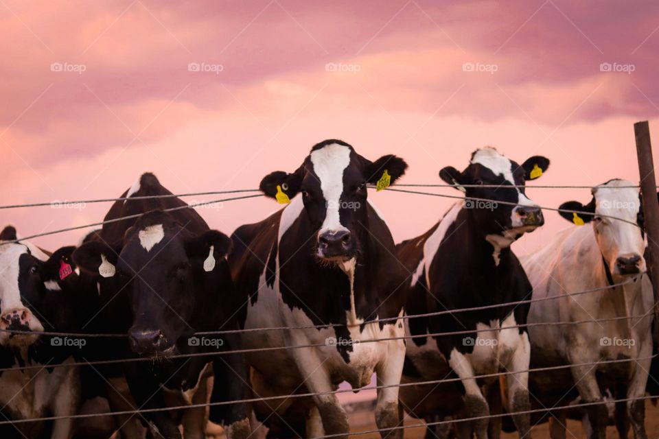 Dairy cows with sunset