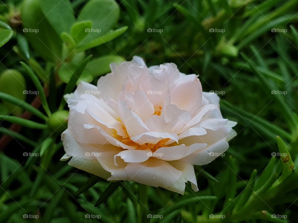  Portulaca Grandiflora or Moss-rose