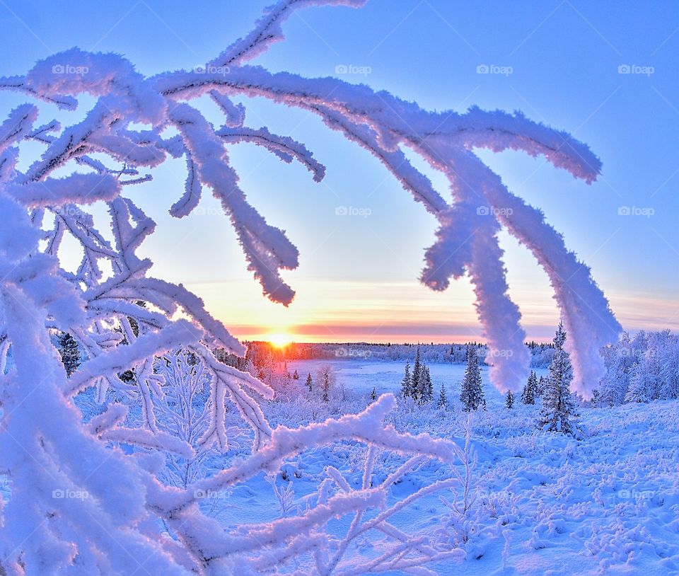 Winter, winter time, winter landscape, winter fairy tale, frost, frosty lace, north, arctic, snow, winter sunset, winter morning, snowy land, northern land, northern latitude, cold, red, frosty morning, snow on branches, ice, icy branches, sun, winte