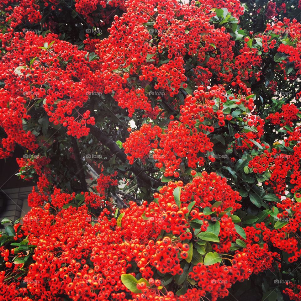 Red. Flowers