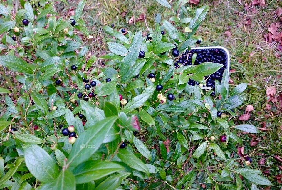 American blueberries. American blueberries