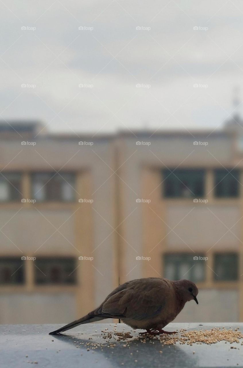 On the edge of our terrace,a cute collared dove is sitting and picking the seeds as usual every day one by one,as if savoring the taste of love.Opposite buildings are quiet but inside of this chubby bird,the hustle and bustle of life is going on.