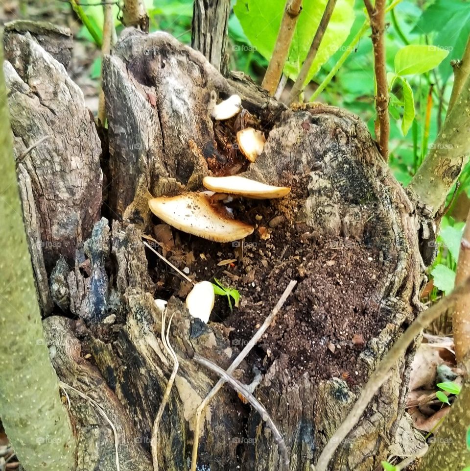 Mushrooms in tree trunk, Mark Twain National Forest