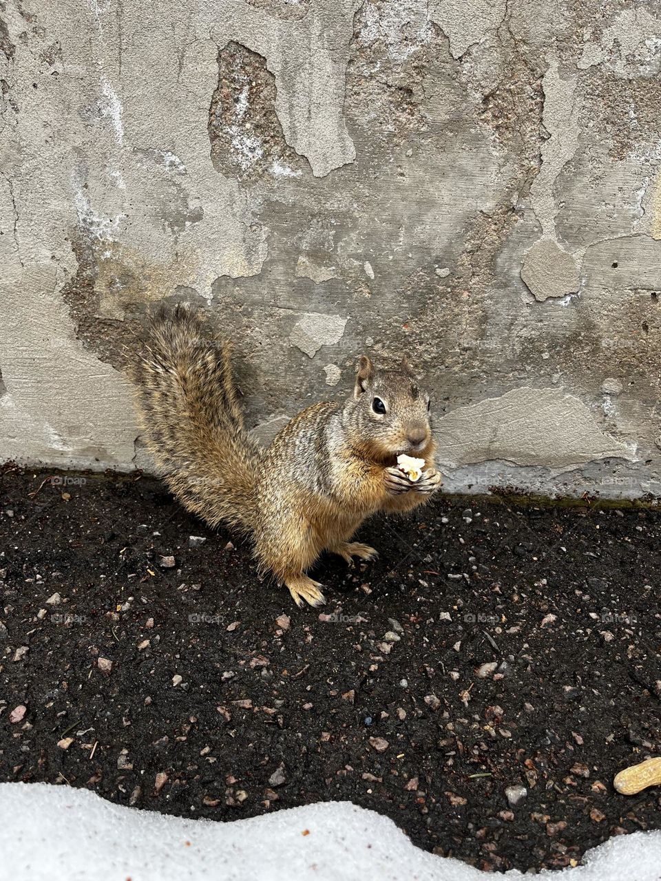 Squirrel enjoying some popcorn. 