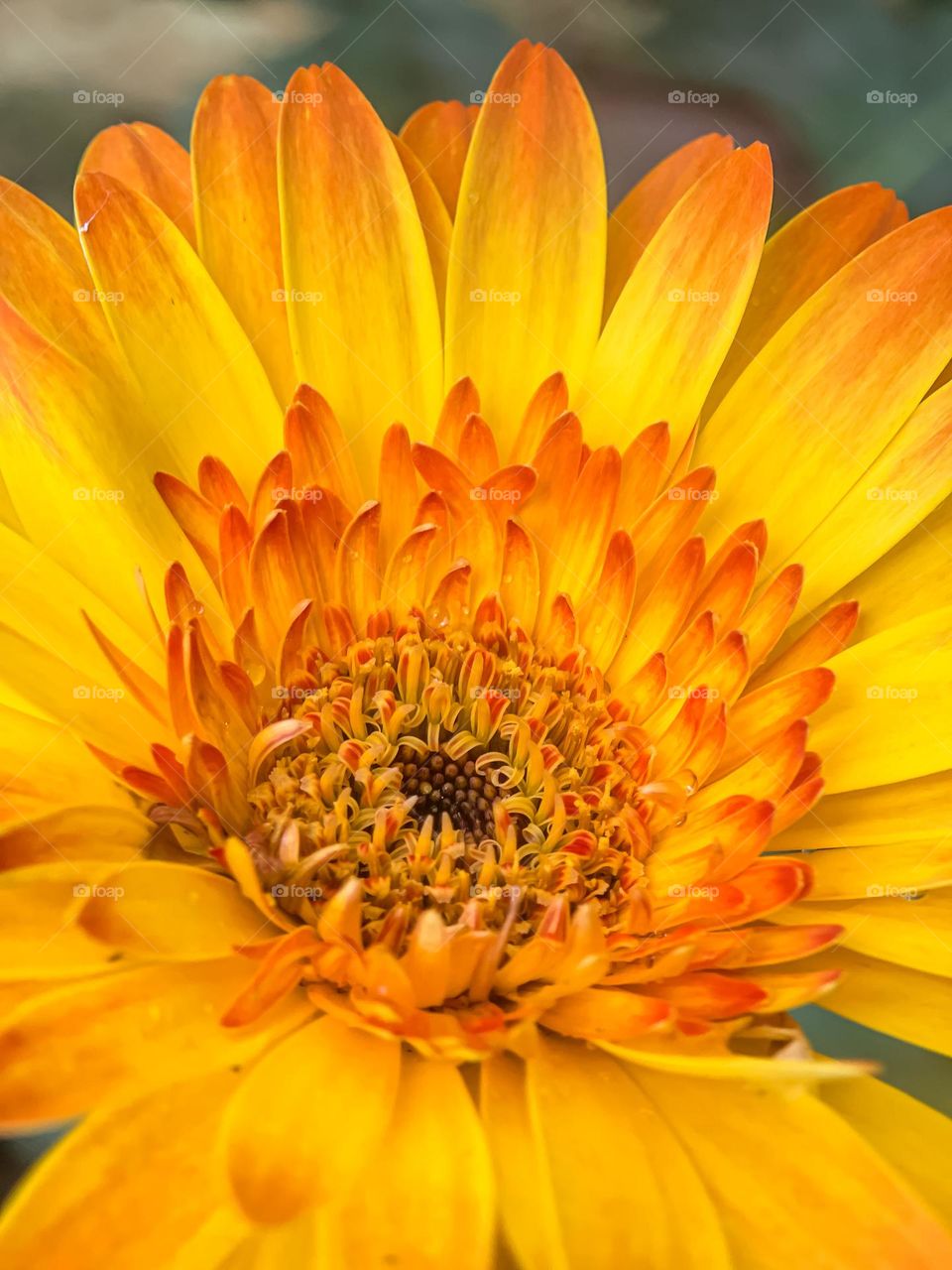 A beautiful blooming yellow daisy in macro view