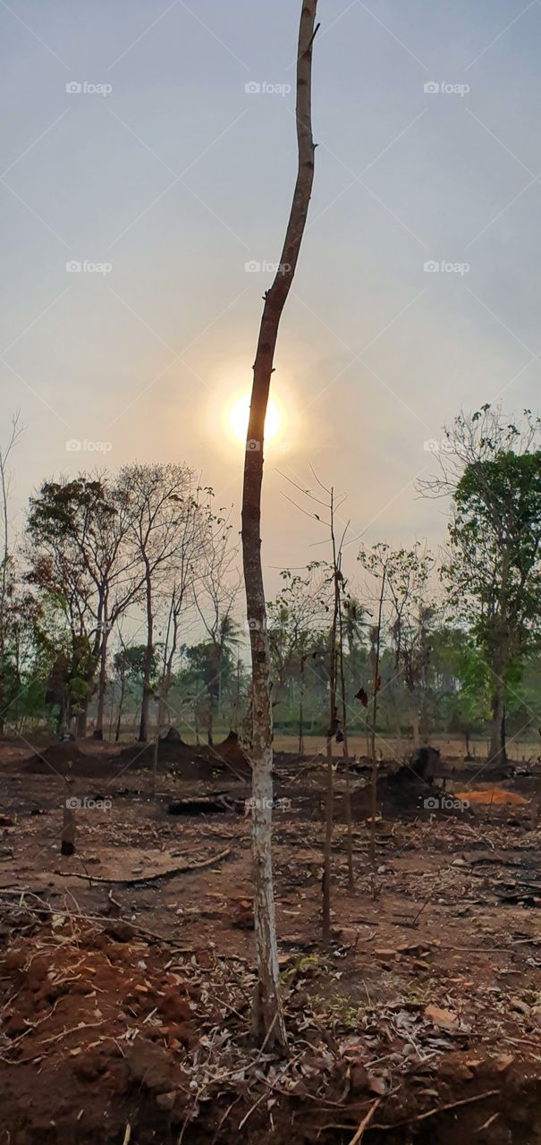 branch stalk divides the sun