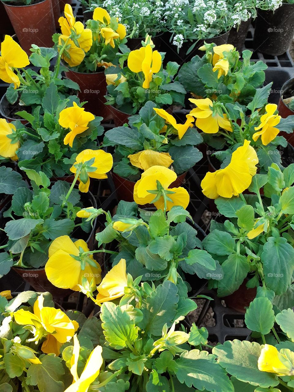 multiverse. flores amarillas