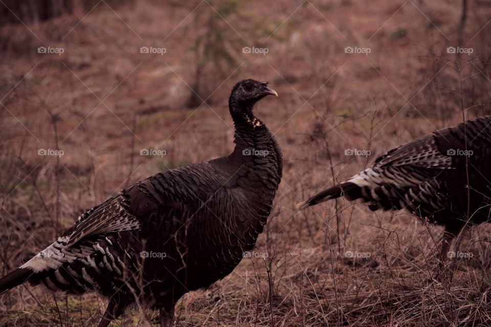 wild turkey