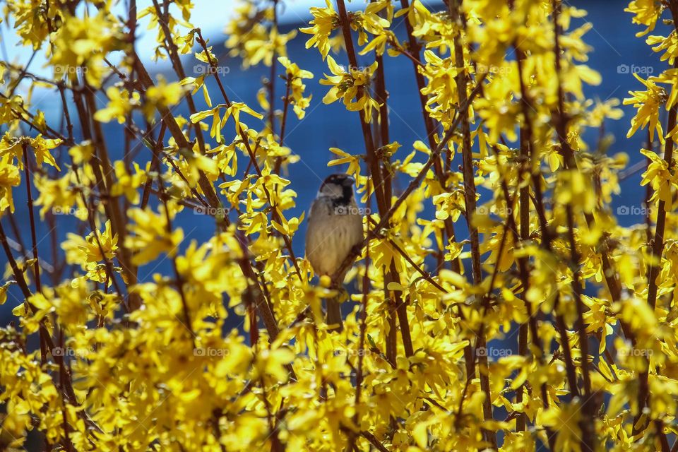 Sparrow at the yellow spring flowers