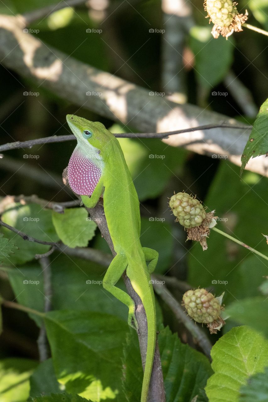 A Carolina anole puffs out his bright red dewlap, also called throat fan, to intimidate perceived danger. Yates Mill County Park in Raleigh North Carolina. 