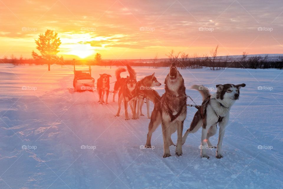 Huskies in the snow during sunset, Finland