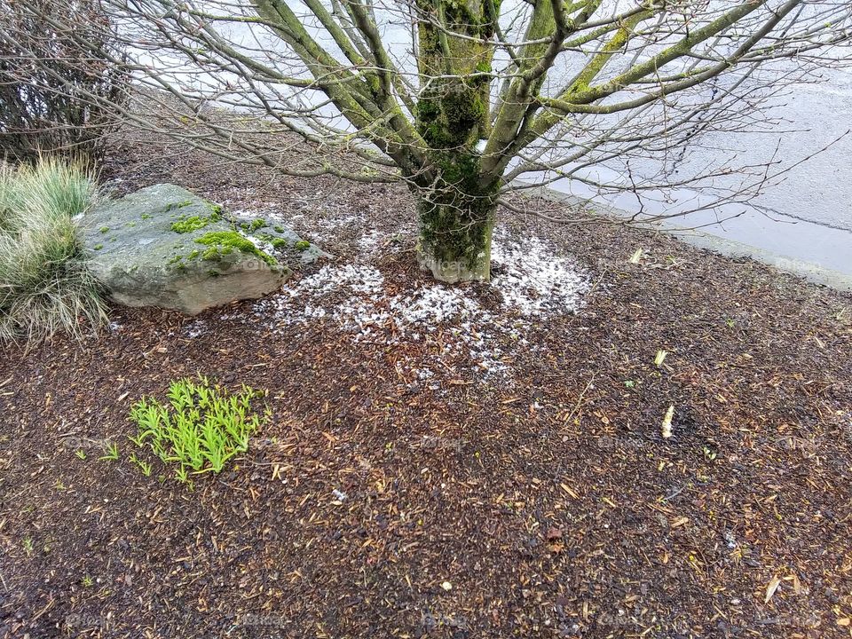 snow at base of tree