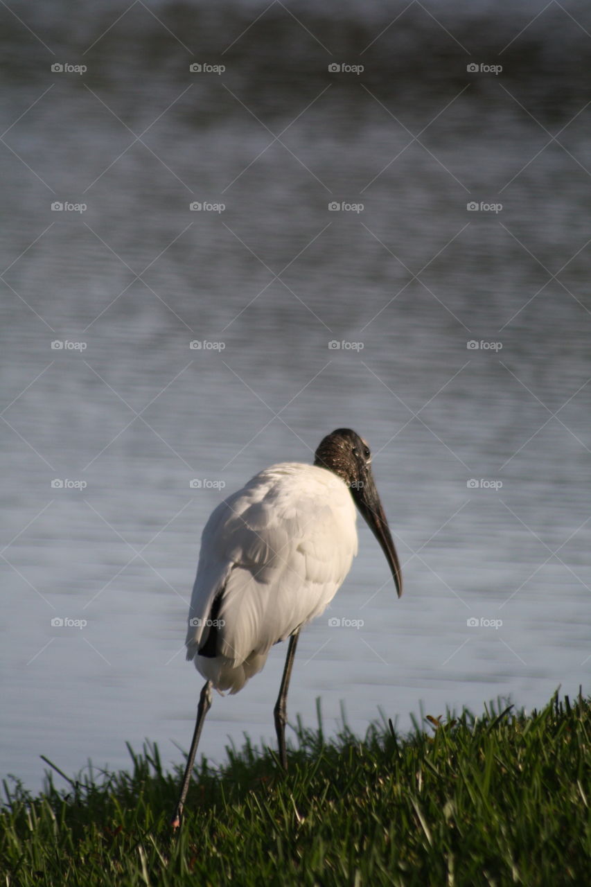 wood stork