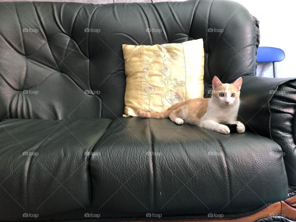 Beautiful cat looking at camera.