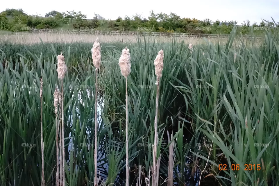 Bulrushes