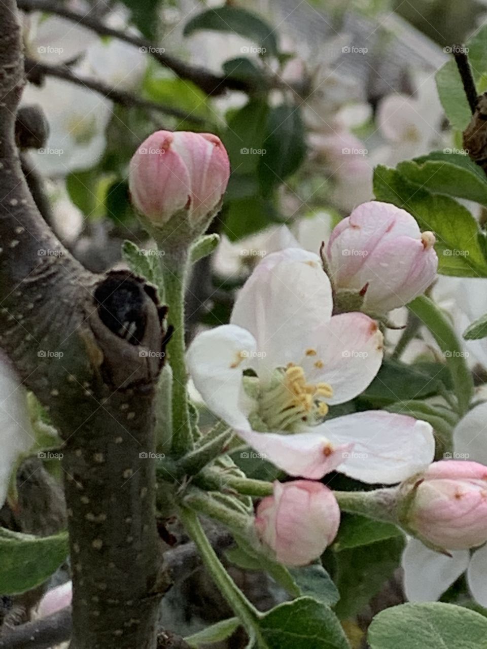 Flowering apple trees