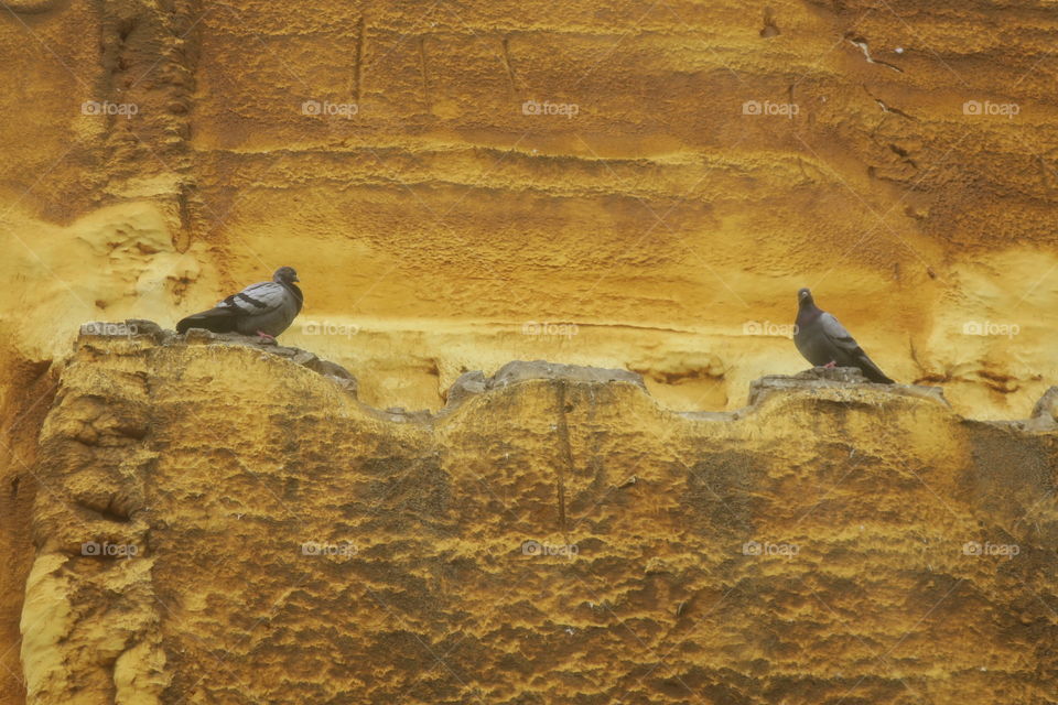 Doves on a yellow wall