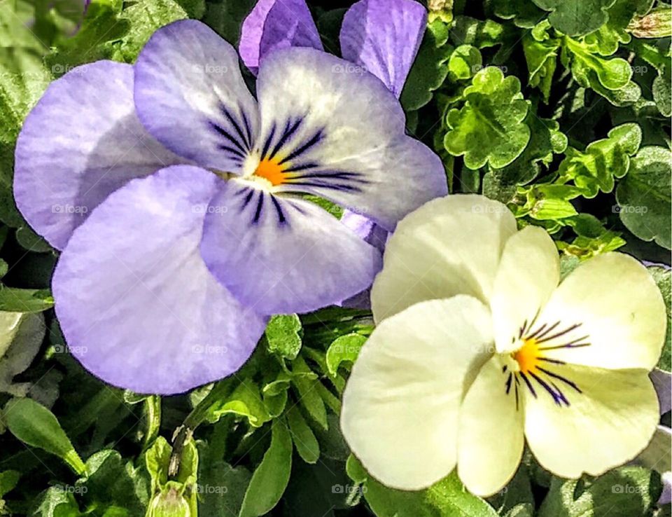 Pretty Pansies in complementing colors