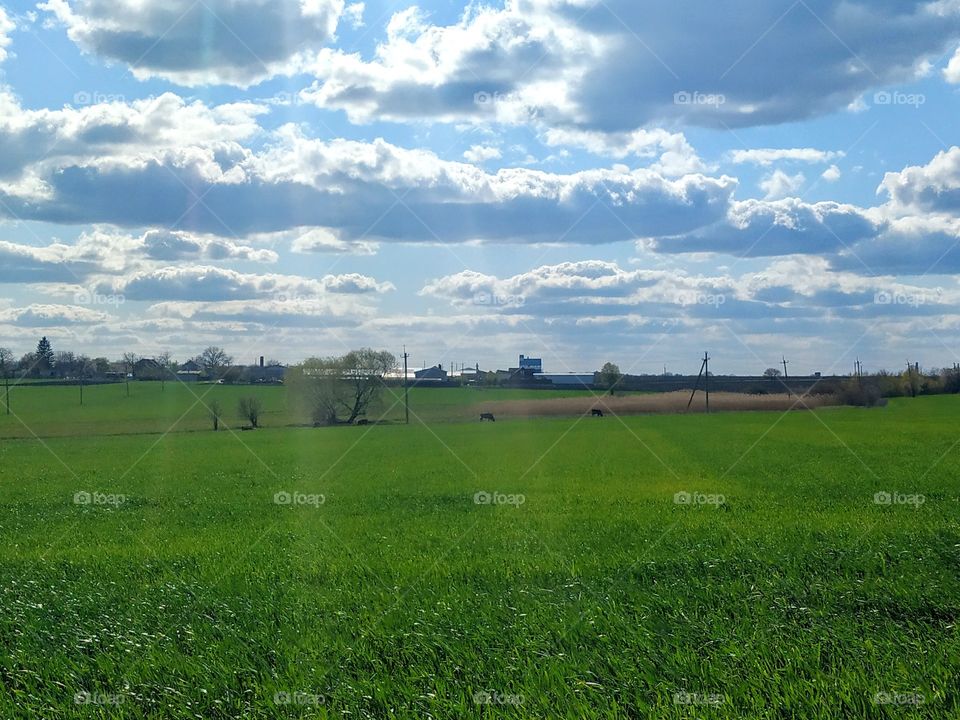 Sun rays on the field