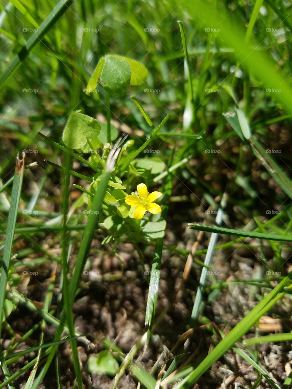 Little yellow flower in the grass