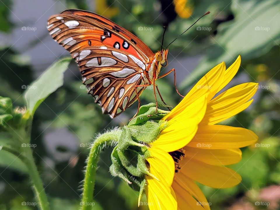 A beautiful gulf fritillary butterfly standing on the back of a common sunflower