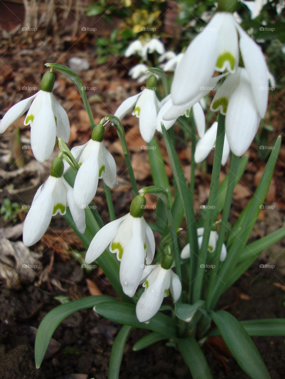 Little Snowdrops