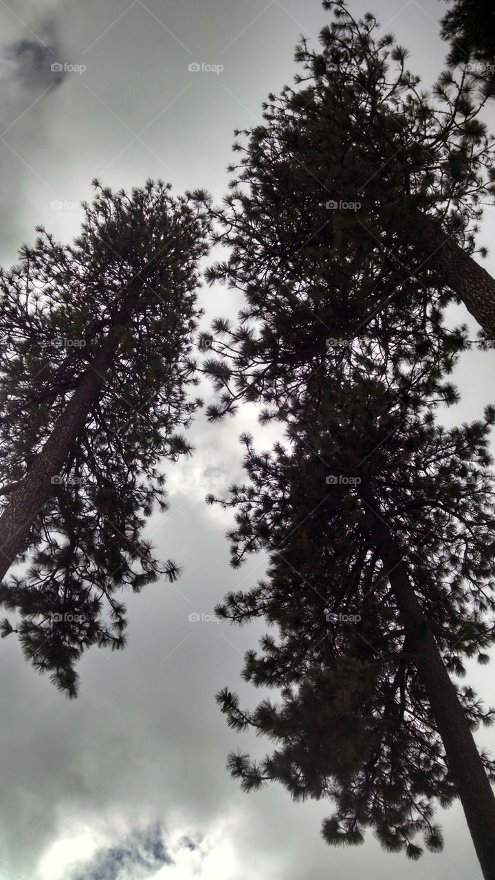 Pine trees in big bear