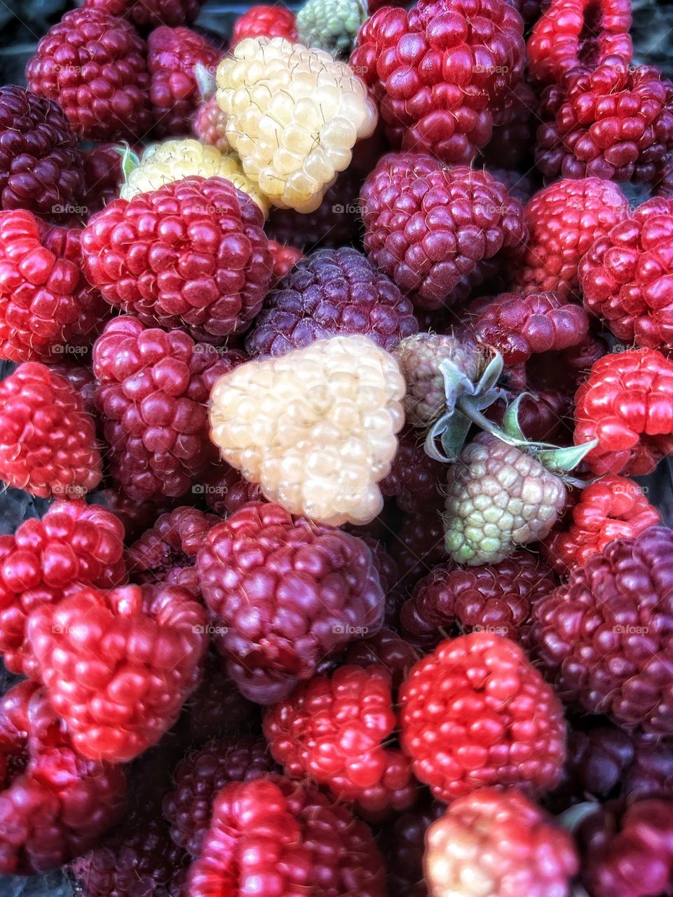 Raspberries 