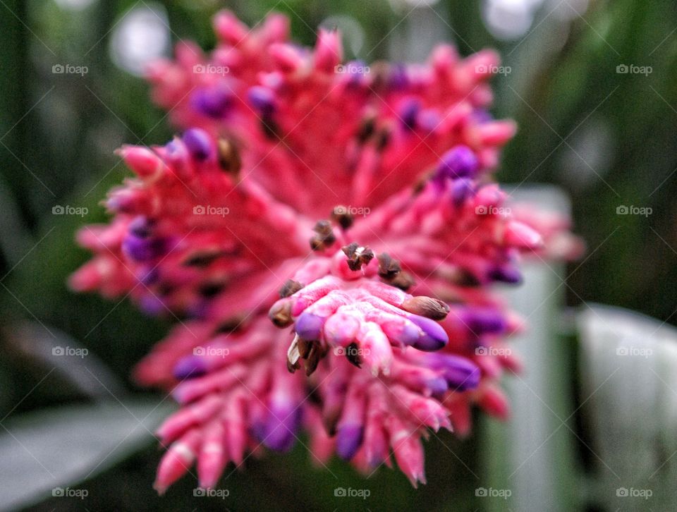 Tropical flower