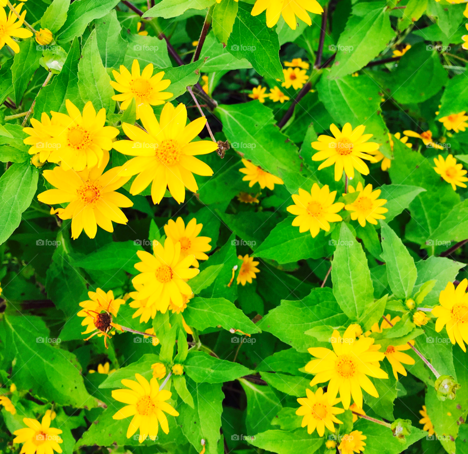 Yellow Daisy’s close up with green leaves. Many yellow flowers. 