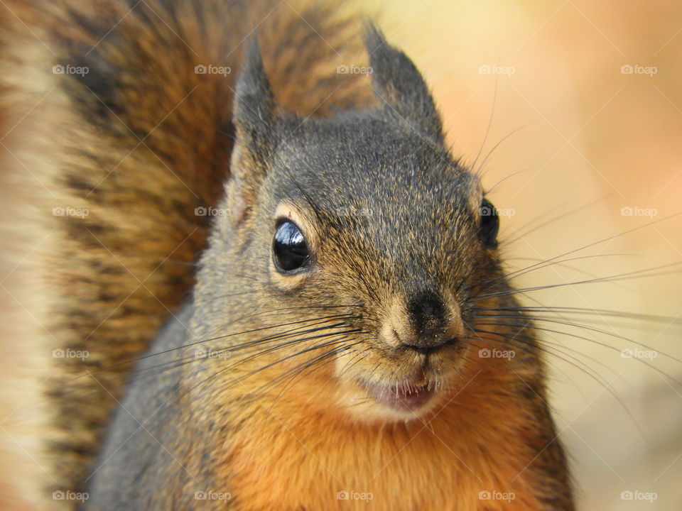 close up of squirrels face