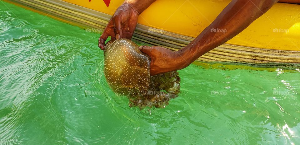 Holding jellyfish