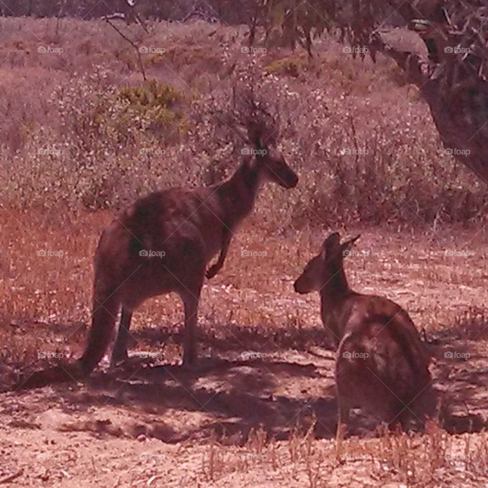 Kangaroos having an afternoon siesta keeping cool under a tree