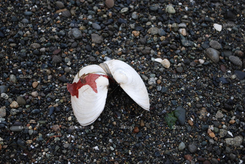 Seashell on gravel beach