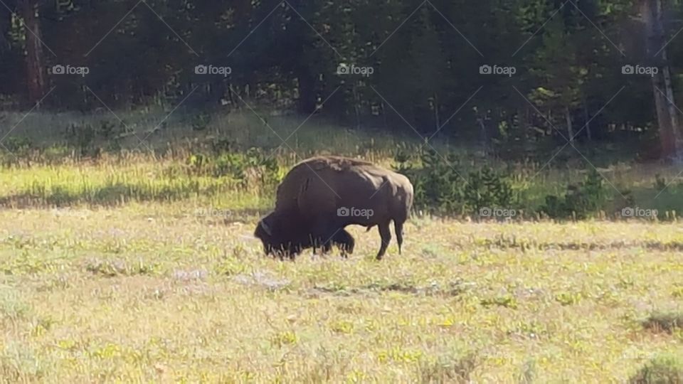 Buffalo