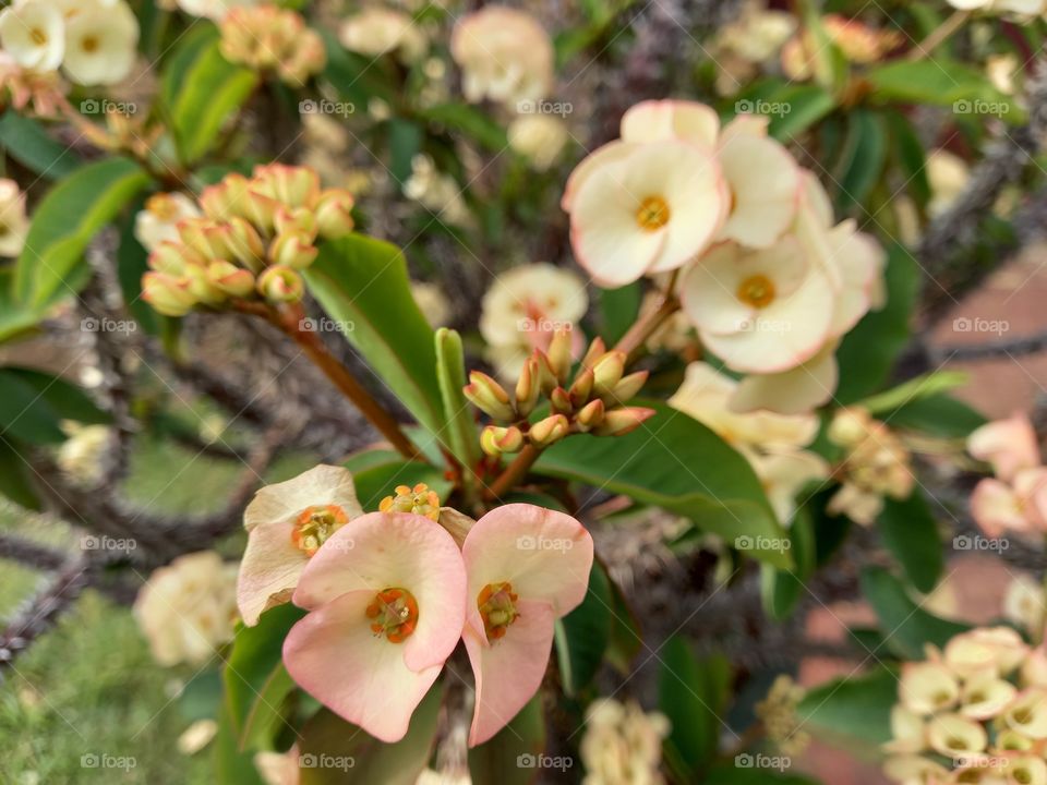 Thorns are only opportunities to solve problems..