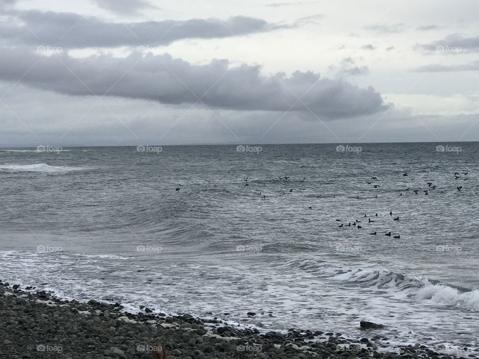 A shot of the shoreline on a blustery winter day. Black shorebirds are floating on the churning ocean and banks of grey and white clouds are overhead. 