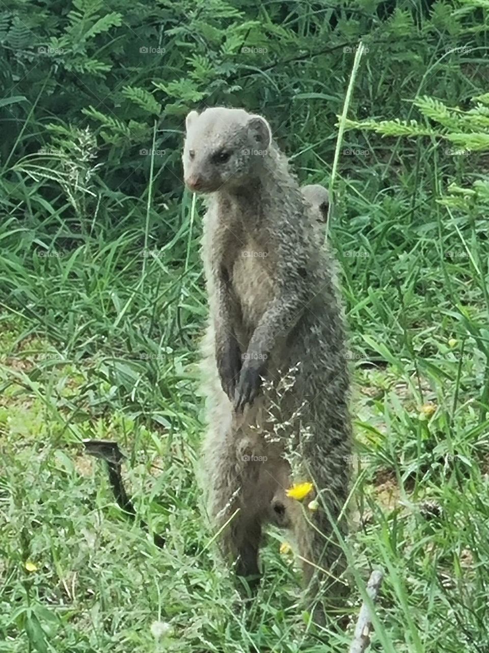 banded mongoose.