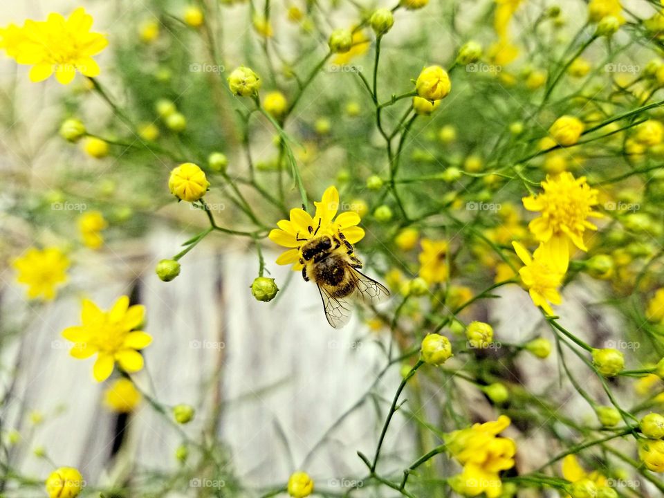 Bee on Yellow Wildflowers with firewood in the background