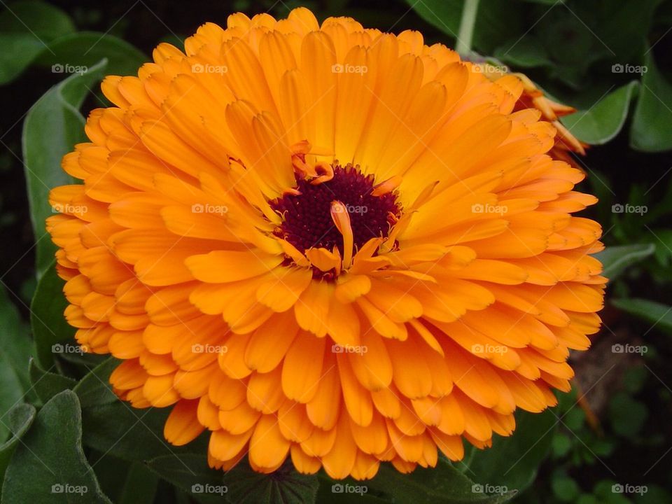 High angle view of orange flower