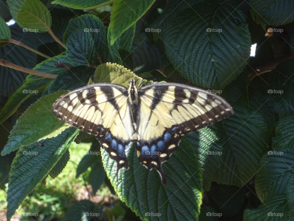 Butterfly on a Bush