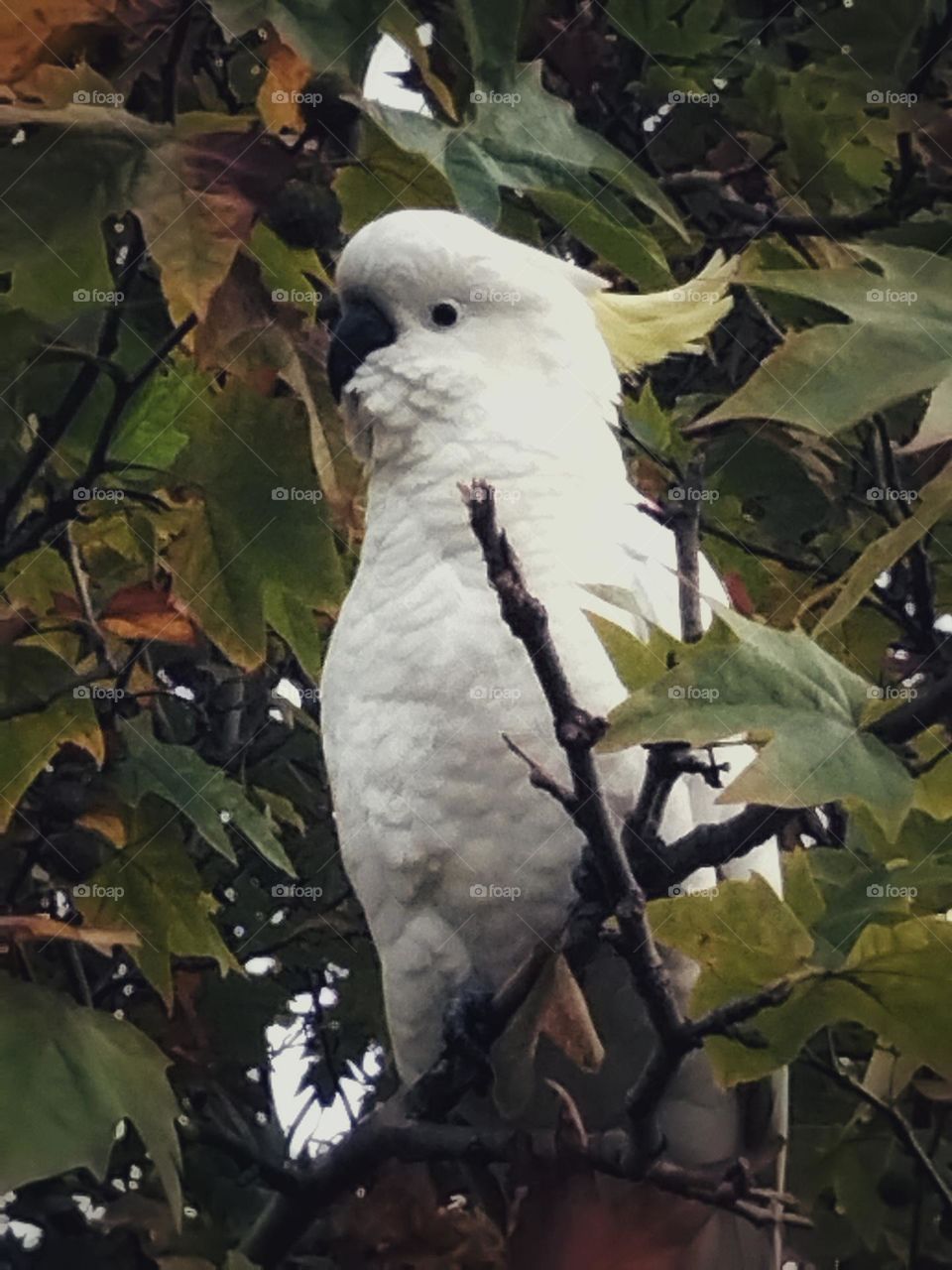 Yellow crested cockatoo