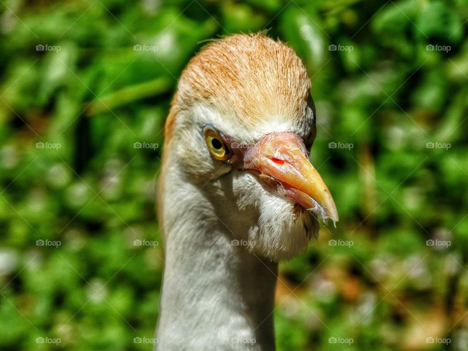 California egret