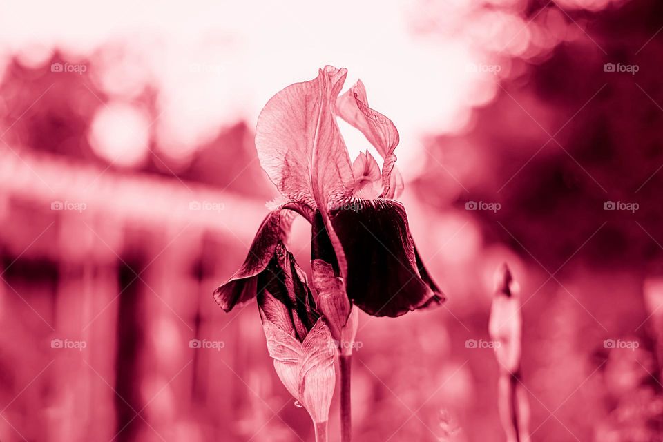 Viva Magenta iris flower - Color of the Year 2023.