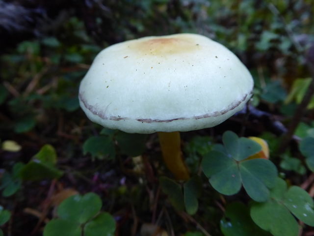 Shamrock and Mushroom on the forest floor