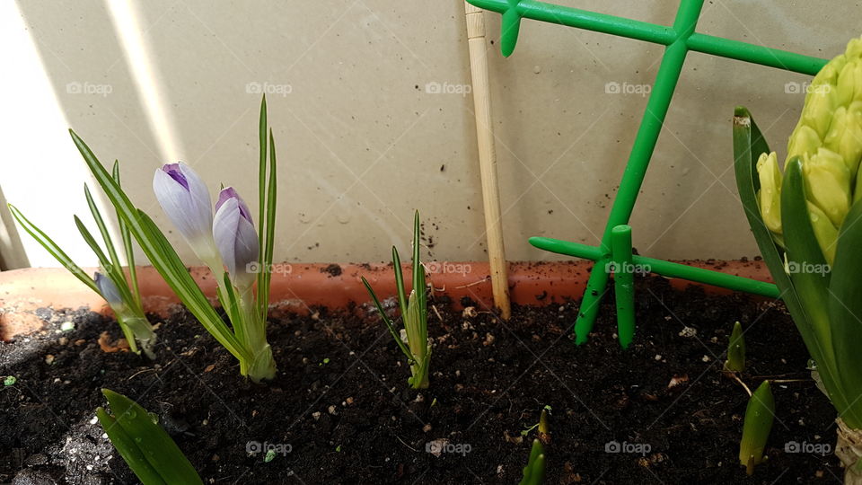 violet crocus bud at home
