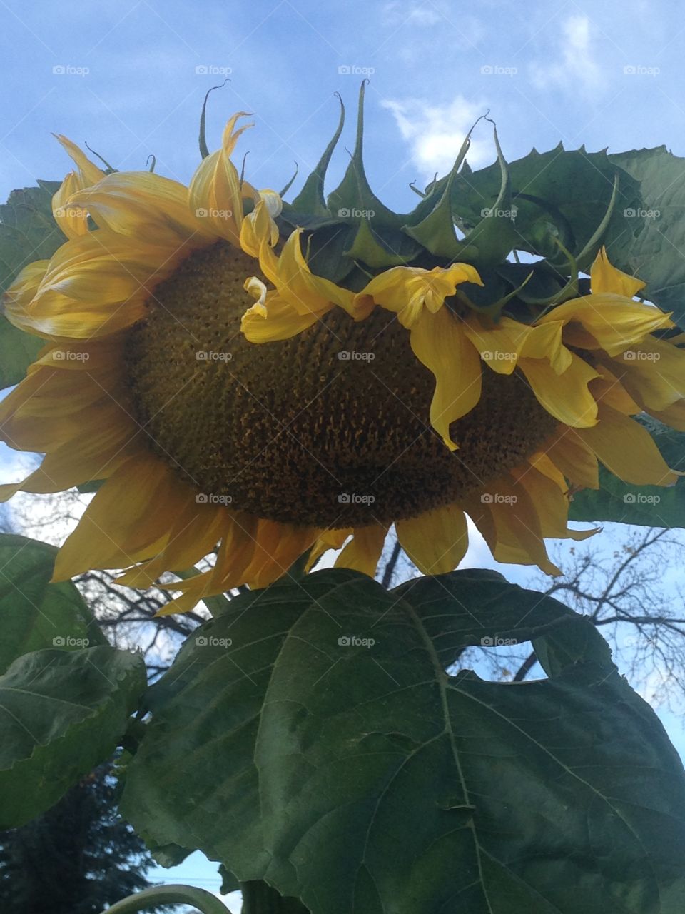 Beautiful sunflower 